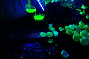 leuchtende Farben - Projekt Stadt im Fluss 2015