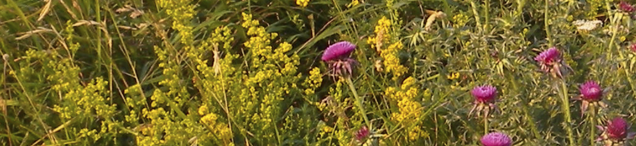 Pflanzenfarben, Gelbes Labkraut, Distel