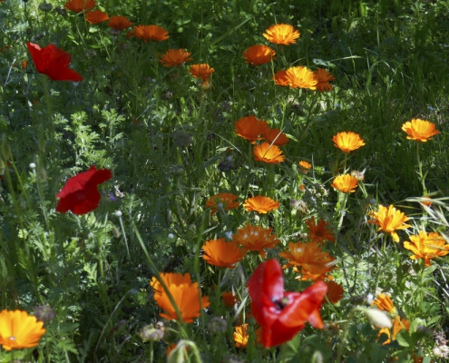 Pflanzenfarben: Ringelblumen und Roter Mohn